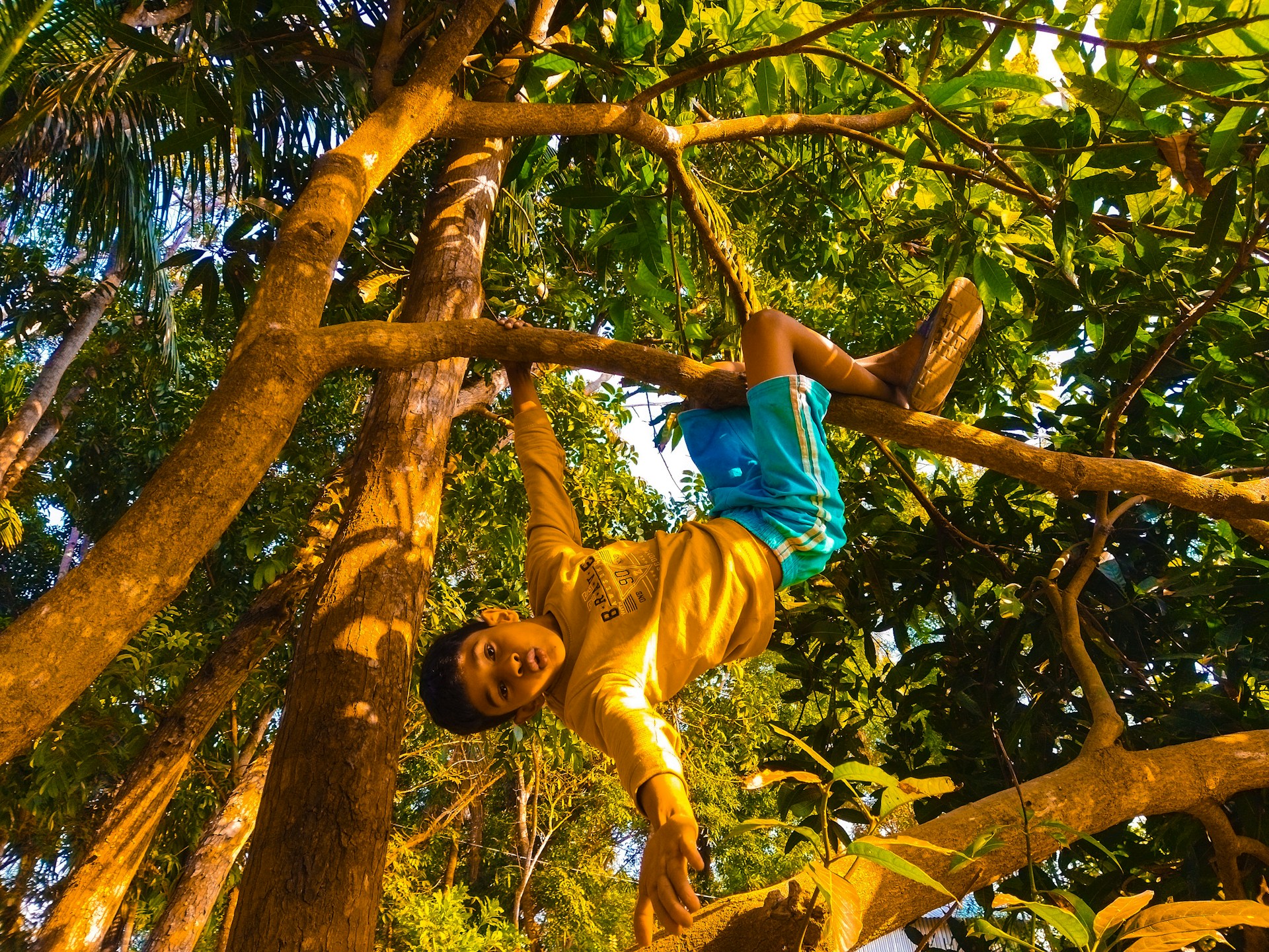 How Tree Care Professionals can Climb to the Top of Google Rankings